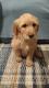 Golden Doodle Puppies for sale in Clare, MI 48617, USA. price: $550