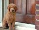 Golden Doodle Puppies for sale in Culver City, CA, USA. price: NA