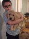 Golden Doodle Puppies for sale in Neosho, WI 53059, USA. price: NA
