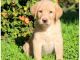 Golden Doodle Puppies for sale in TX-121, McKinney, TX, USA. price: NA