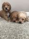 Golden Doodle Puppies for sale in Fort Wayne, IN, USA. price: $1,300