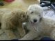 Golden Doodle Puppies for sale in Akron, OH 44319, USA. price: NA