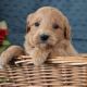 Golden Doodle Puppies for sale in North Canton, OH, USA. price: NA