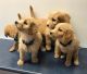 Golden Doodle Puppies for sale in New York, NY 10001, USA. price: NA
