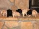 Golden Doodle Puppies for sale in Minerva, OH 44657, USA. price: NA