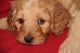 Golden Doodle Puppies for sale in Ephrata, PA 17522, USA. price: $2,000