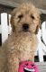 Golden Doodle Puppies for sale in Warsaw, NY 14569, USA. price: $750