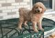 Golden Doodle Puppies for sale in Pell City, AL, USA. price: $500