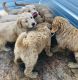 Golden Doodle Puppies for sale in Avon, OH 44011, USA. price: NA