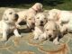 Golden Doodle Puppies for sale in Los Angeles, CA 90014, USA. price: NA