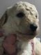 Golden Doodle Puppies for sale in Milford, Milford Charter Twp, MI 48381, USA. price: $1,200