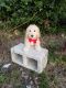 Golden Doodle Puppies for sale in Spring Hill, FL, USA. price: $1,200