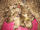 Golden Doodle Puppies for sale in Taylorsville, NC 28681, USA. price: NA