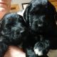 Golden Doodle Puppies for sale in New Richmond, WI 54017, USA. price: $900