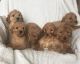 Golden Doodle Puppies for sale in San Jose, CA, USA. price: NA