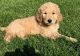 Golden Doodle Puppies for sale in Nashua, NH 03062, USA. price: $650