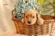 Golden Doodle Puppies for sale in Paradise, PA, USA. price: $2,250