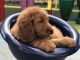 Golden Doodle Puppies for sale in Lakeland, FL, USA. price: NA