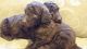 Golden Doodle Puppies for sale in Flushing, MI 48433, USA. price: $1,000