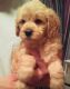 Golden Doodle Puppies for sale in West Bend, WI, USA. price: NA
