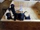 Golden Doodle Puppies for sale in Virginia Beach, VA, USA. price: $1,000