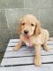 Golden Doodle Puppies for sale in Loogootee, IN 47553, USA. price: NA