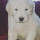 Golden Doodle Puppies for sale in Connersville, IN 47331, USA. price: $1,000