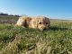 Golden Doodle Puppies for sale in West Manchester, OH 45382, USA. price: $950