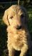 Golden Doodle Puppies for sale in Plantation, FL, USA. price: NA