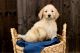 Golden Doodle Puppies for sale in Van Buren, IN 46991, USA. price: NA