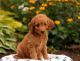 Golden Doodle Puppies for sale in Kentucky, Livonia, MI 48150, USA. price: NA