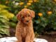 Golden Doodle Puppies for sale in Kentucky, Livonia, MI 48150, USA. price: NA