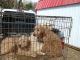 Golden Doodle Puppies for sale in Butler, OH 44822, USA. price: NA