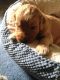 Golden Doodle Puppies for sale in Rochester, NY, USA. price: NA