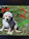 Golden Doodle Puppies for sale in Paris, AR 72855, USA. price: NA