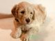 Golden Doodle Puppies for sale in Edgewater, FL, USA. price: NA