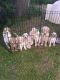 Golden Doodle Puppies for sale in Kimball, SD 57355, USA. price: $800