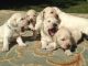 Golden Doodle Puppies for sale in Colorado Springs, CO 80903, USA. price: $400