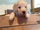 Golden Doodle Puppies for sale in Colorado Springs, CO 80903, USA. price: NA