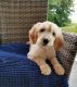 Golden Doodle Puppies for sale in Odon, IN 47562, USA. price: $850