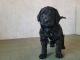 Golden Doodle Puppies for sale in Fort Wayne, IN, USA. price: $800