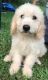Golden Doodle Puppies for sale in Horton, AL 35980, USA. price: NA