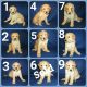 Golden Doodle Puppies for sale in Thornton, CO, USA. price: $1,100