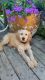 Golden Doodle Puppies for sale in Danvers, MA 01923, USA. price: NA
