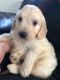 Golden Doodle Puppies for sale in Colorado Springs, CO, USA. price: $400
