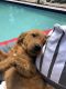 Golden Doodle Puppies for sale in Kissimmee, FL, USA. price: $1,600