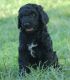 Golden Doodle Puppies for sale in Colchester, CT 06415, USA. price: NA