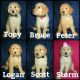 Golden Doodle Puppies for sale in Thornton, CO, USA. price: $800