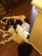 Golden Doodle Puppies for sale in Wilmington, NC, USA. price: $1,200