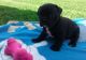 Golden Doodle Puppies for sale in Sterling, OH 44276, USA. price: $500